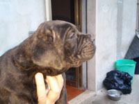 cuccioli di cane corso rustico